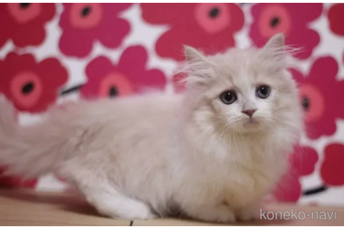 成約済の東京都のマンチカン(短足)-93187の3枚目